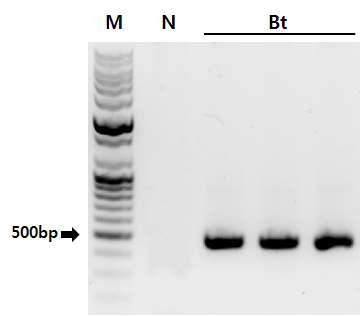 Agb0101와 낙동벼의 mCry1Ac1 PCR 검정. M: 100bp DNA ladder, N: non-GM rice(Nakdong), Bt: Bt rice Cr7-1-9-1-1-1-4-1 lines.