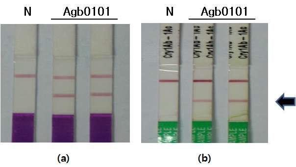 해충저항성 Bt벼(Agb0101)의 mCry1Ac1 단밸질 발현 검정(immunostrip 검정) (a) bar 검정을 위한 immunostrip 검정 (b) mCry1Ac1 단백질 발현 검정을 위한 immunostrip 검 정 detection. N: wild type plant; Nakdong, Agb0101: Bt rice.