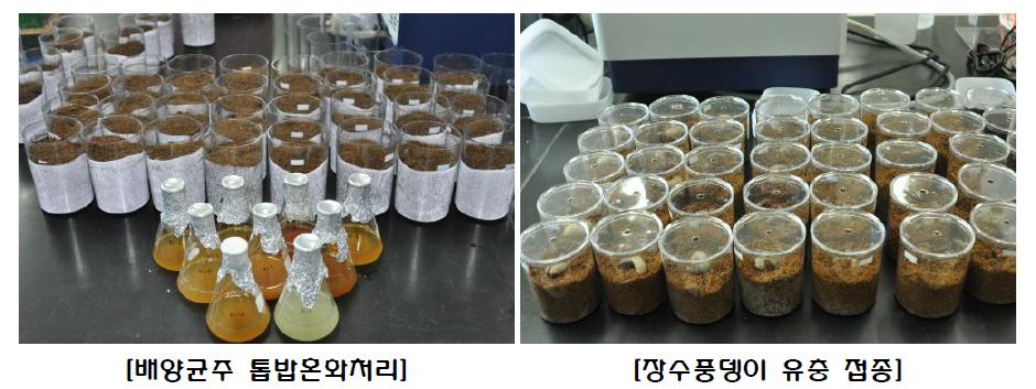 배양균주 및 배지접종