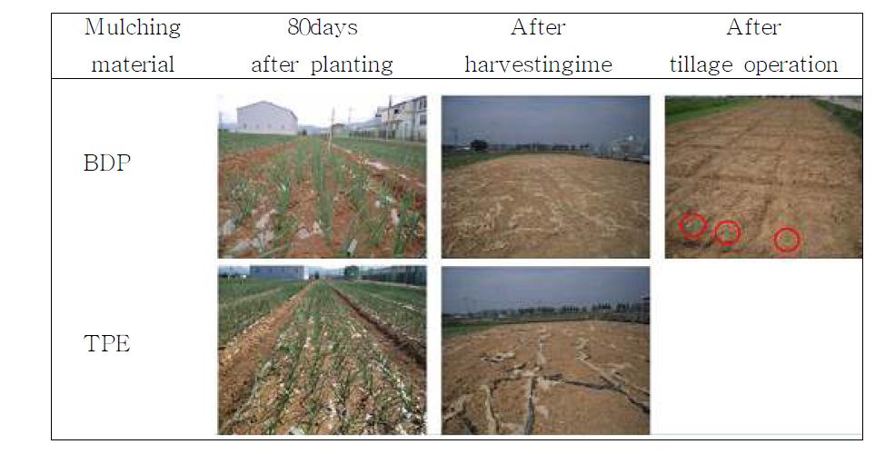 Seasonal changes of bio-degradable plastic(BDP) and transparent polyethylene(TPE).