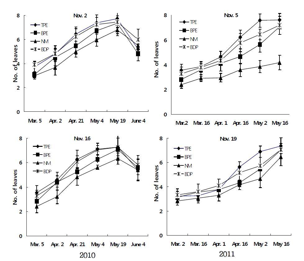 Seasonal changes of leaves as influenced by different mulching material and planting time.