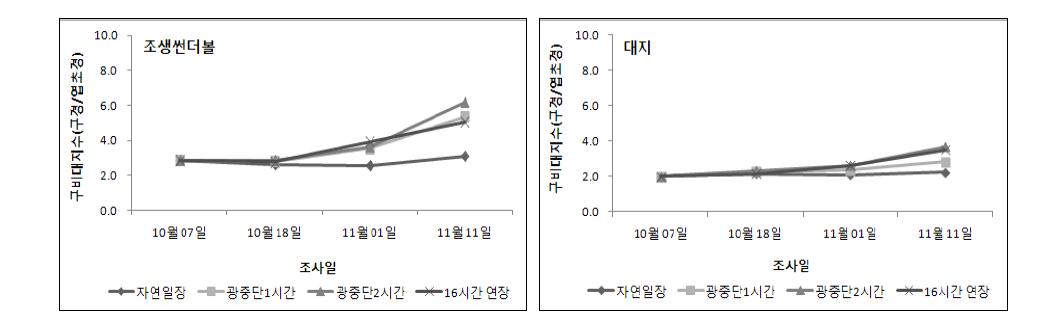 보광시간에 따른 품종별 구비대지수 변화