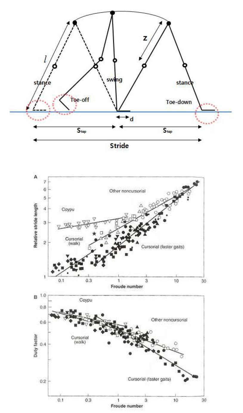 Stride lengths and duty factors of mammals, related to speed