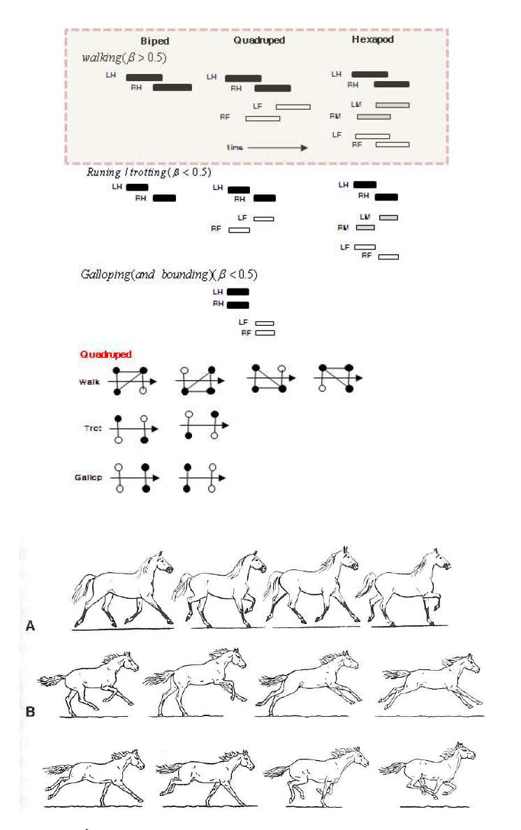 Horses gaits A: trotting B: galloping