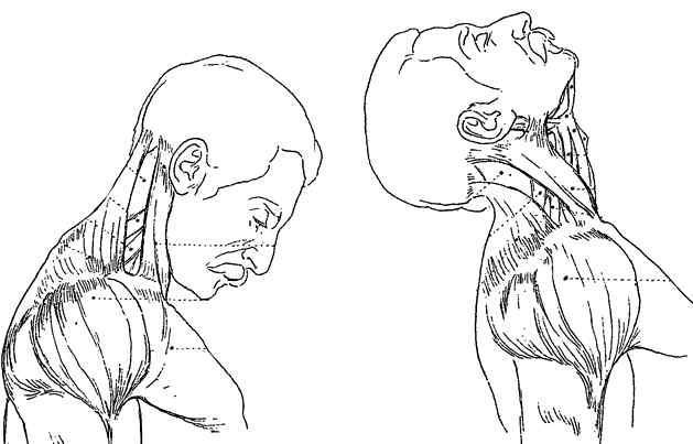 Neck Flexion Neck Extension