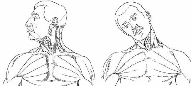 Neck Rotation Neck Lateral Bend