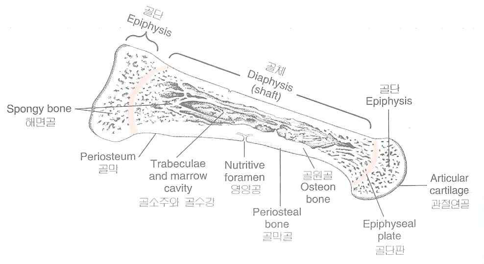 The structure of bone