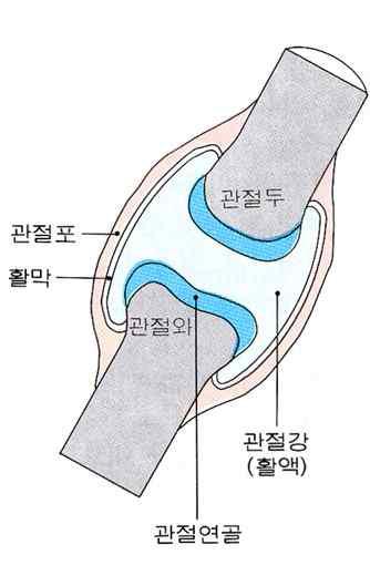 The structure of cartilage