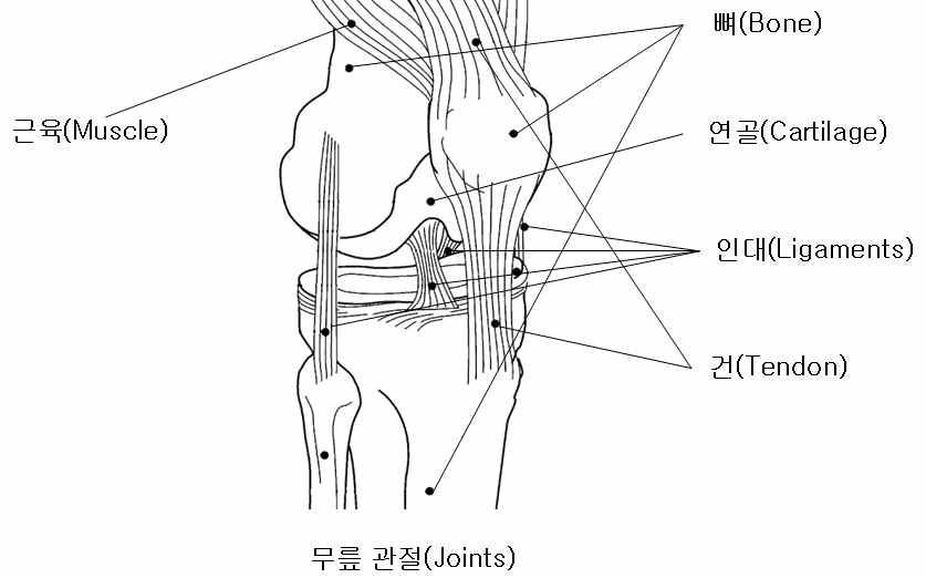 The elements of skeleton