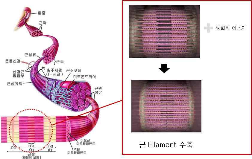 The structure of muscle and contractions of muscle filament