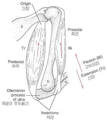 The action of muscle