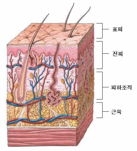 The structure of skin