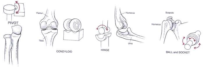 Motion models for joints