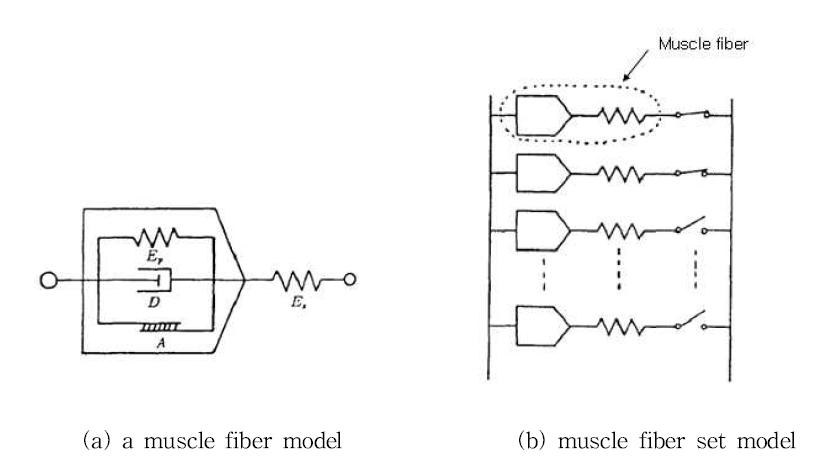 The model of muscle