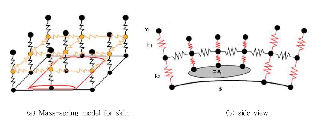 The model of skin