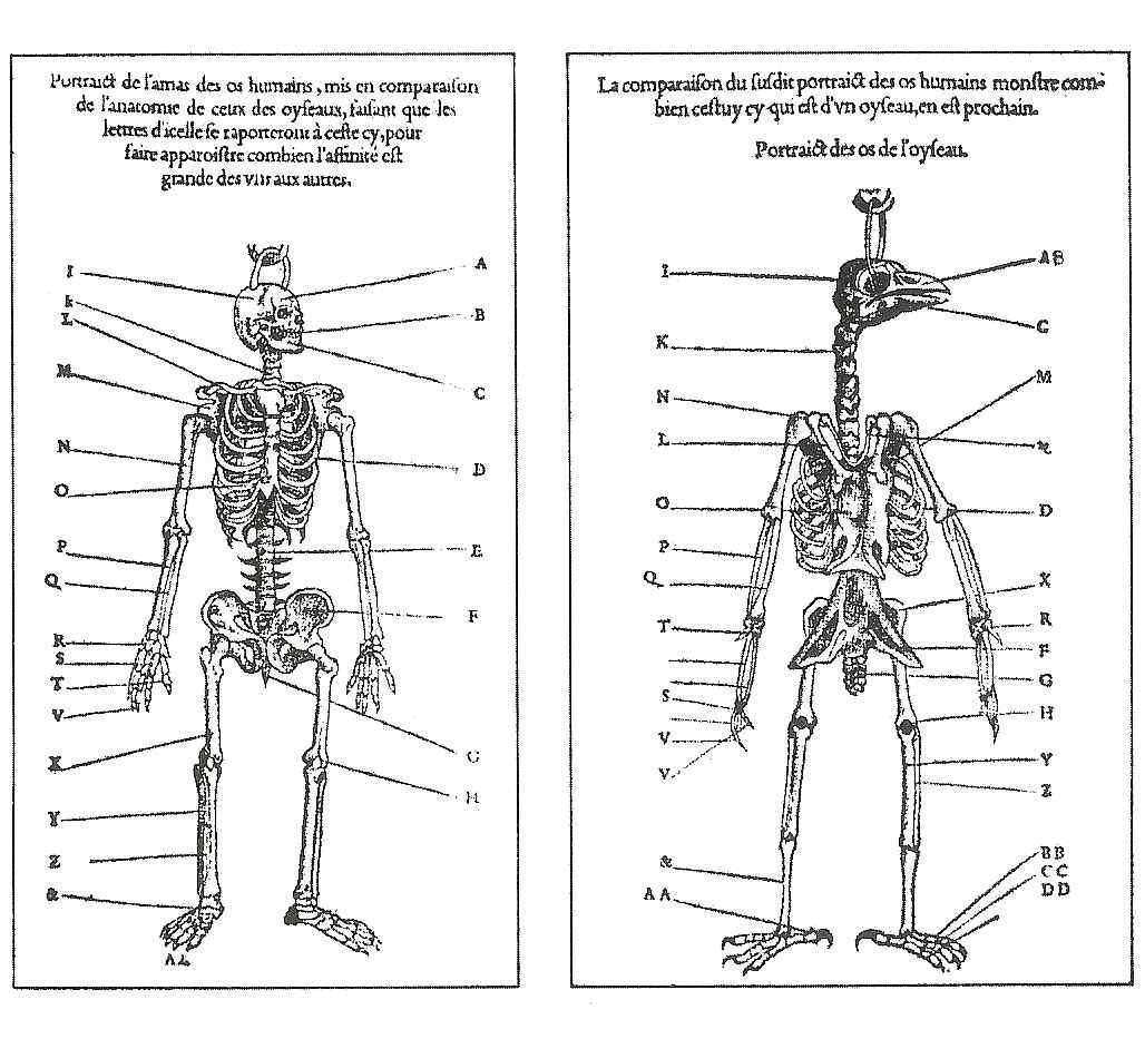 The skeletal comparison of woodpecker and human