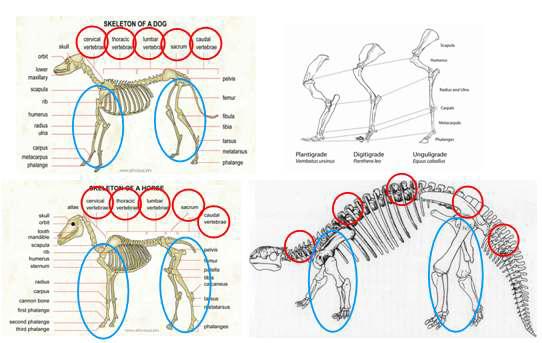 Skeletal analogy of a vertebrate animal