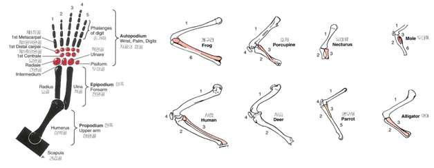 Skeletal analogy of the lower limbs