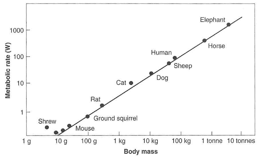 A graph of resting metabolic rate against body mass