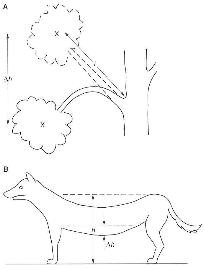 Elastic deformation due to gravity