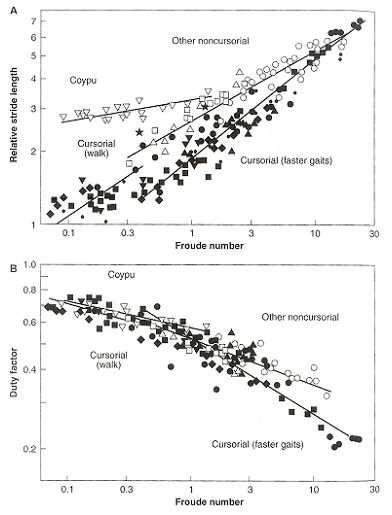 Stride lengths and duty factors of mammals, related to speed