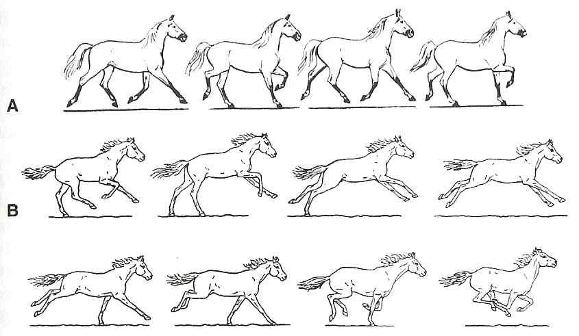 Horses gaits A:trotting B:galloping