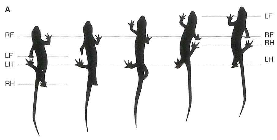 Successive stages in the stride of a newt