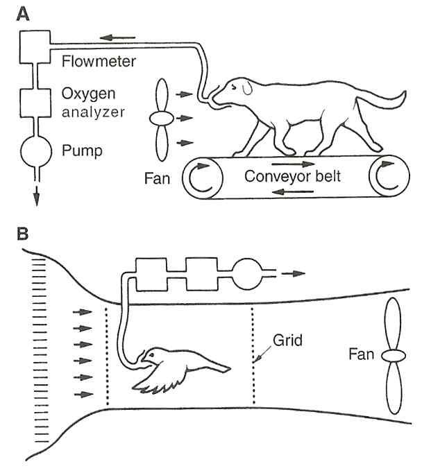 The measurement of animal's motion by special devices