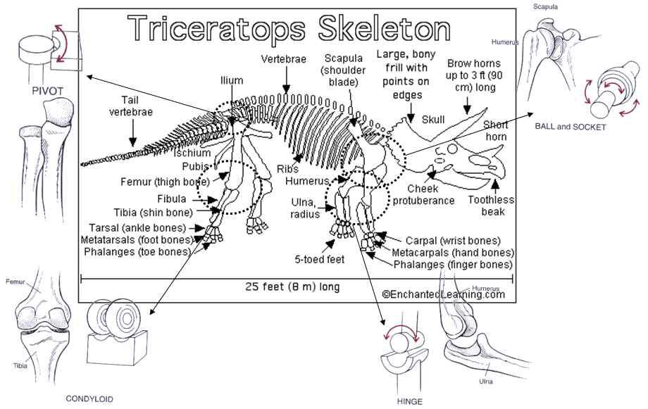 The analysis of dinosaur for motion joints