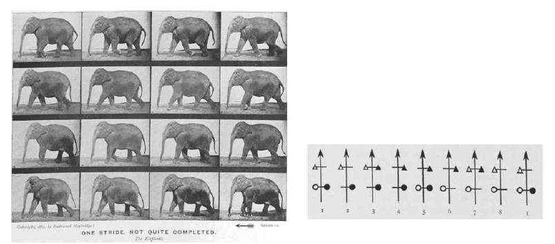 The elephant gaits