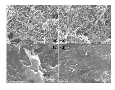 SEM images of (a) MWNT, (b) MWNT/ferrocene, (c) MWNT/ferrocene/GOx, (d) MWNT/ferrocene/GOx/chitosan fabricated on a glass slide.