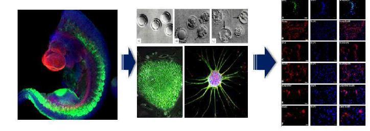 Neural precursor cell line derived from fetal spinal cord