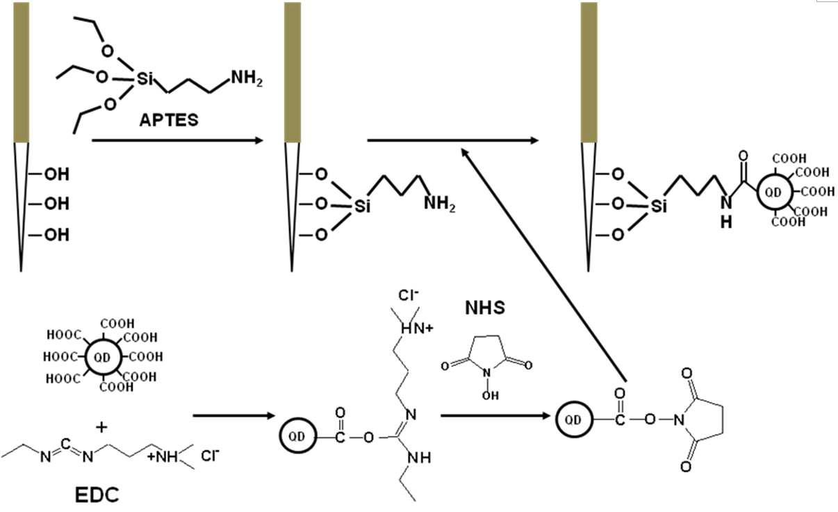 광섬유 표면에 양자점 고정화를 위한 silanization과 EDC/NHS coupling 반응 모식도.