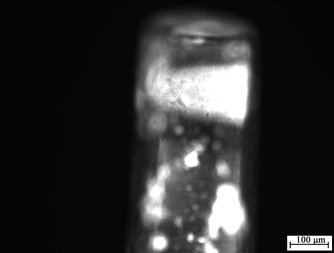 광섬유 표면에 양자점을 고정화 시킨 형광현미경 이미지.