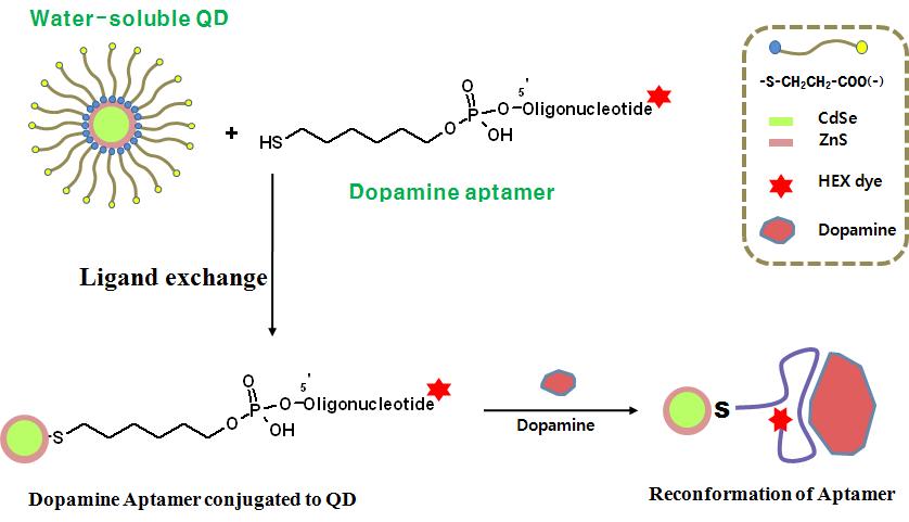 도파민 센싱을 위한 앱타머가 부착된 양자점 프로브의 제작과 메카니즘.
