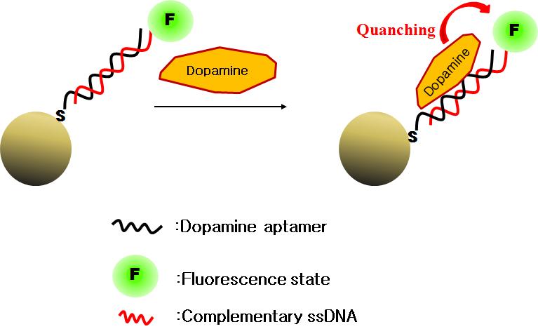 앱타머가 부착된 도파민 센싱 모식도