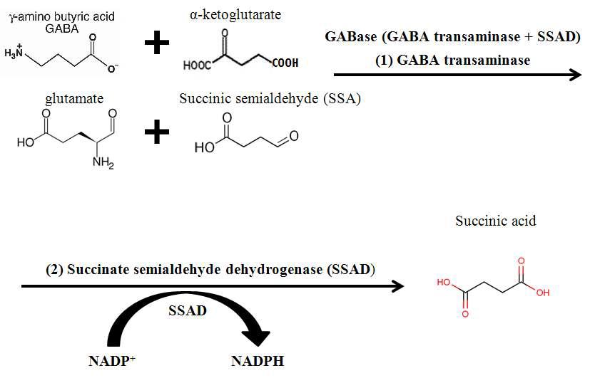 NADP+를 환원시키는 GABA의 대사 경로.
