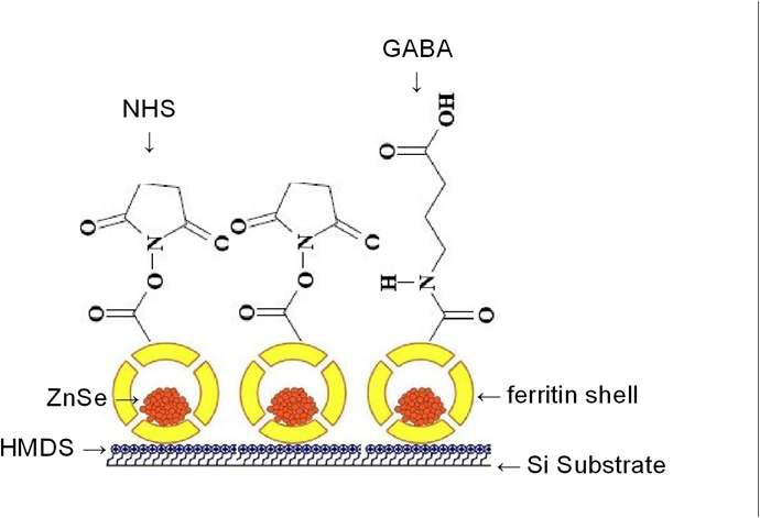 Ferritin-ZnSe array를 이용한 GABA의 농도 측정기법 모형도.