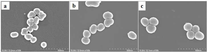 SEM images of magnetic silica particles