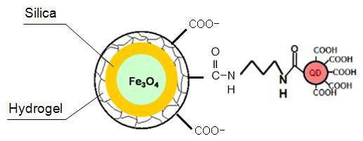 Q_dot hydrogel magnetic nanocomposites.