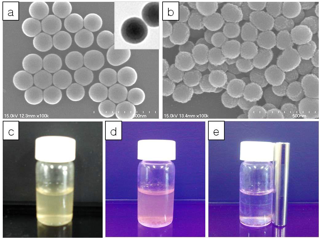 SEM images of (a) Fe3O4@SiO2, (b) Fe3O4@SiO2@hydrogel, and photographs of bottles containing (c) QD705-anchored Fe3O4@SiO2@hydrogel, (d) QD705-anchored Fe3O4@SiO2@hydrogel under an UV light, (e) QD705-anchored Fe3O4@SiO2@hydrogel under an external magnetic field. The inset of (a) is the TEM image for core-shell magnetic particles of Fe3O4@SiO2.