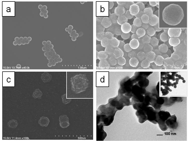 SEM and TEM images of hydrogel-gold nanocomposites