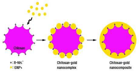 Schematic illustration of the fabrication process for chitosan-gold nanocomposite.