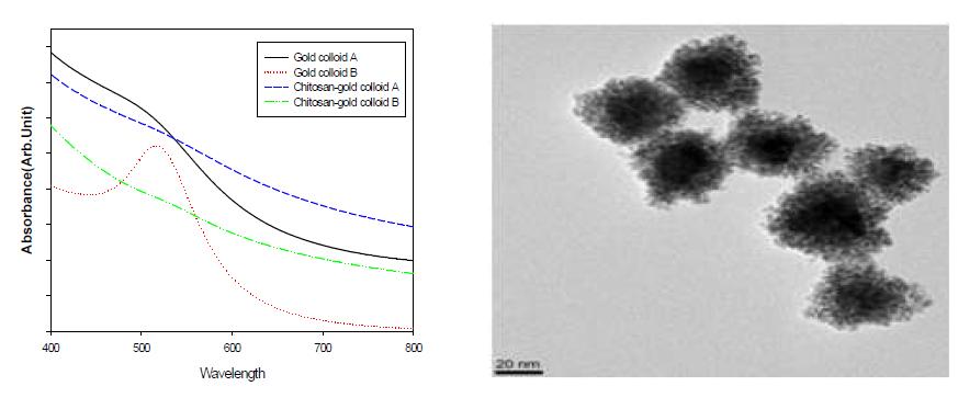 UV-vis spectra and TEM images of chitosan, Au colloids and Au-attached chitosan nanoparticles.