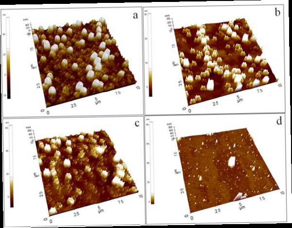 AFM images of COS-GNPs nanocomposite.