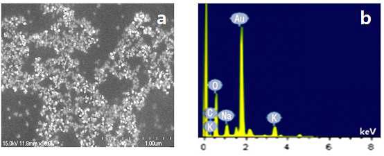 TEM and EDX of Chitosan-Gold Colloid