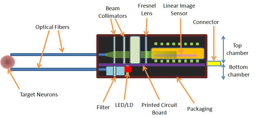 Schematic diagram of an optical neural sensing probe.