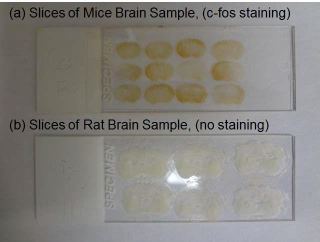 Optical images of two samples which were prepared for fluorescence imaging, (a) slices of small mice brain coated with c-fos staining (diaminobenzidine), (b) slices of bigger rat brain as it is (no staining and only bloods were removed).