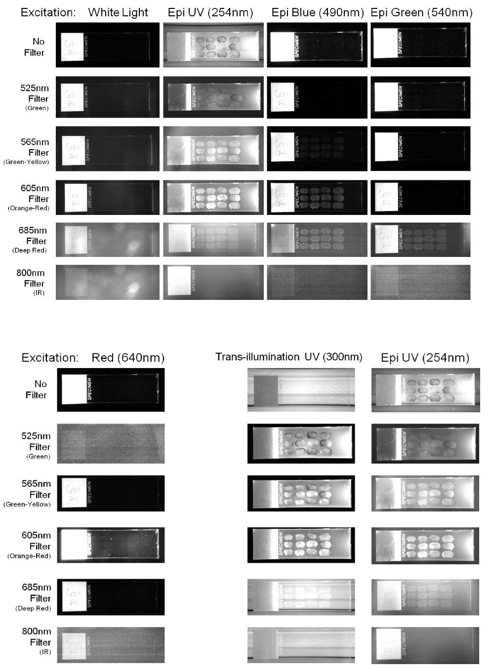 Fluorescence images from small mice brain slices.