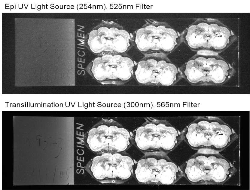 UV response of a rat brain sample.